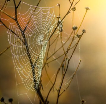 Netzwerk wurzeltrieb